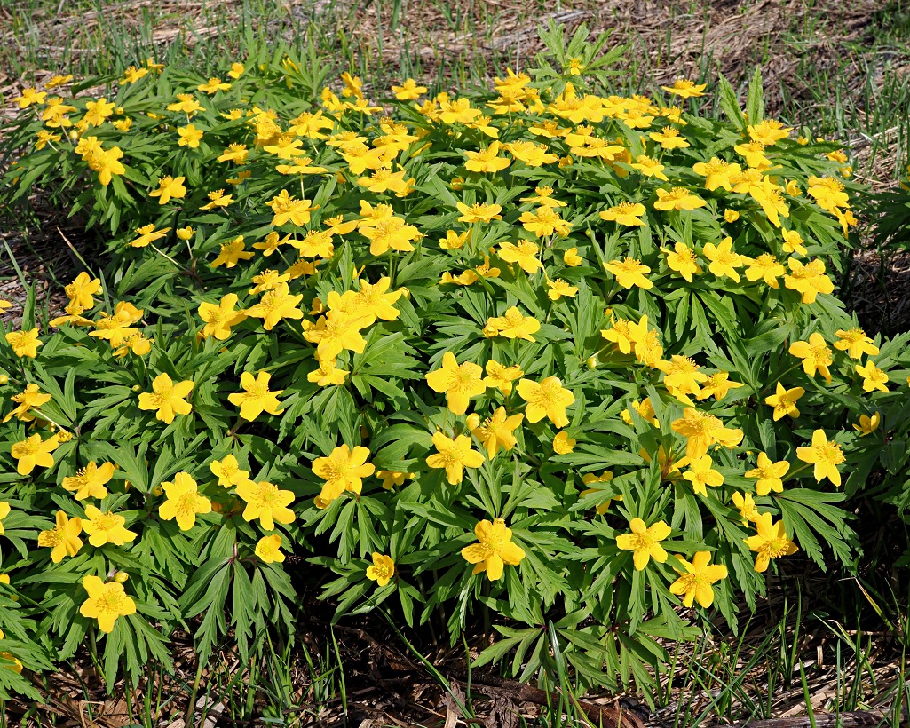 Изображение особи Anemone ranunculoides.