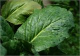 Bergenia crassifolia. Лист с каплями дождя. Московская обл., Раменский р-н, окр. дер. Хрипань, садовый участок. 18.06.2025.