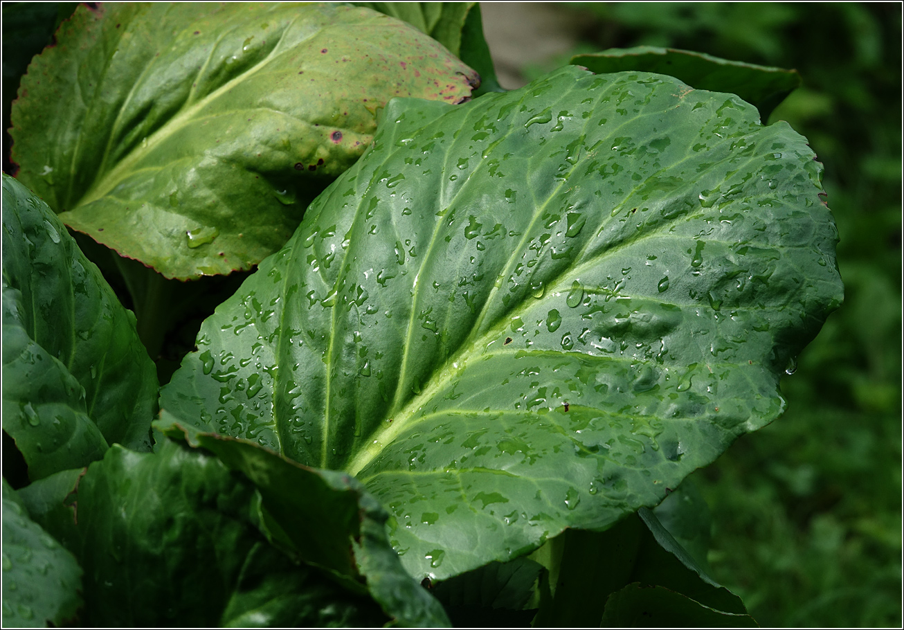 Image of Bergenia crassifolia specimen.