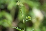Cirsium ciliatum