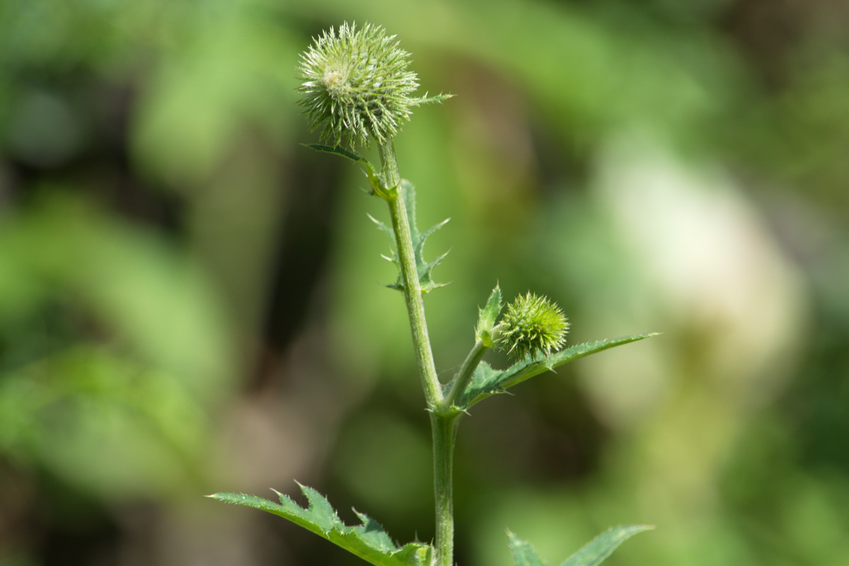 Image of Cirsium ciliatum specimen.