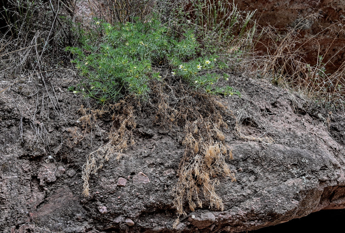 Image of Peganum multisectum specimen.