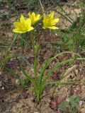 Gagea chrysantha