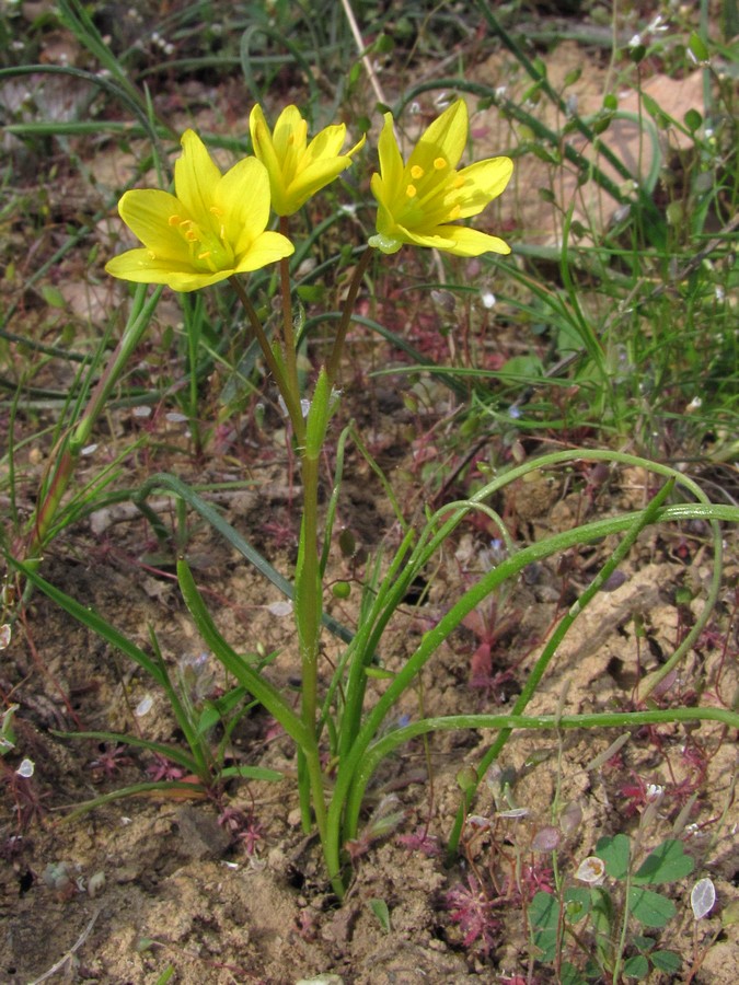 Изображение особи Gagea chrysantha.