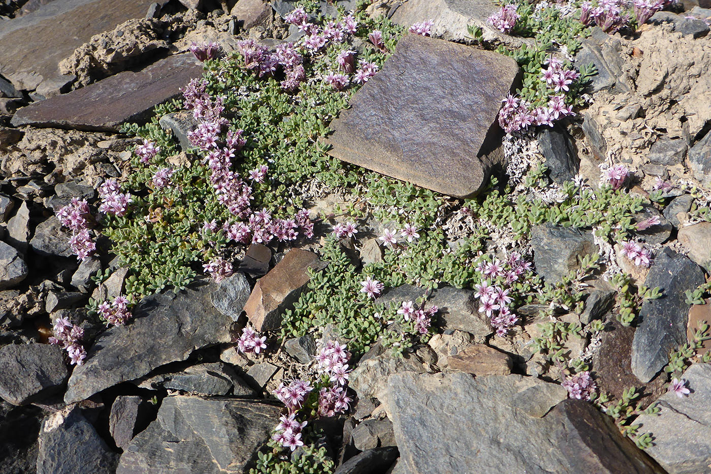 Изображение особи Acanthophyllum herniarioides.