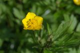 Смотреть изображение Ranunculus repens
