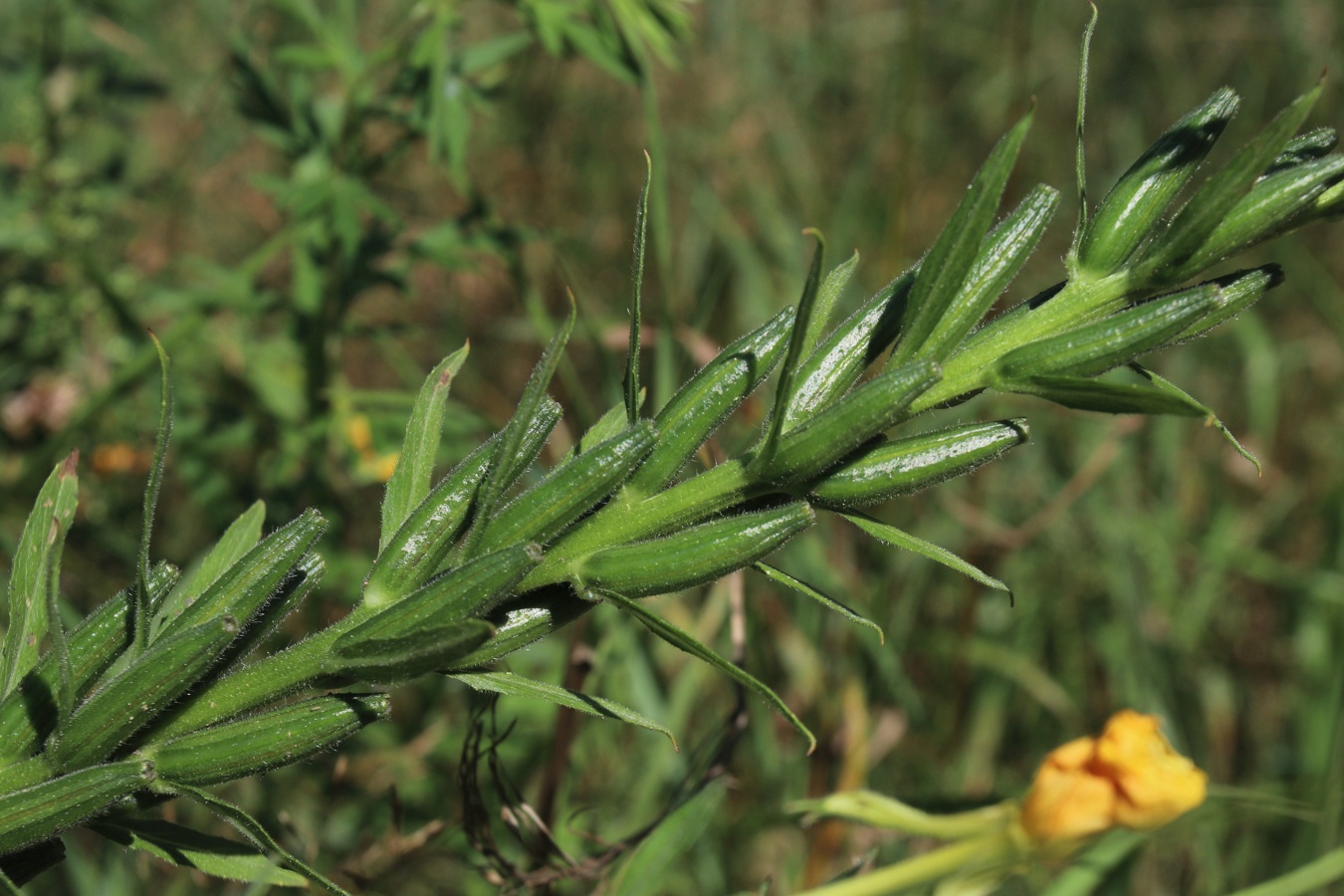 Изображение особи Oenothera biennis.