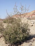 Salsola tragus. Плодоносящее растение. Кыргызстан, Баткенская обл., Лейлекский р-н, 12 км западнее пос. Самаркандык, пестроцветные глины, 1400 м н.у.м., сухое русло. 28.09.2025.