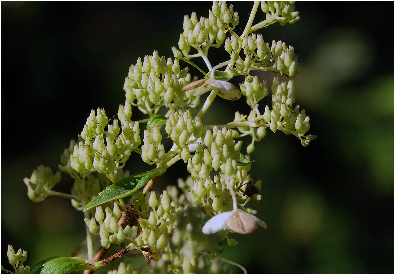 Image of Hydrangea arborescens specimen.