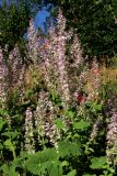 Salvia sclarea. Цветущее растение. Белгородская обл., пос. Ракитное, ул. Сосновая, 2, в культуре. 22 июня 2022 г.