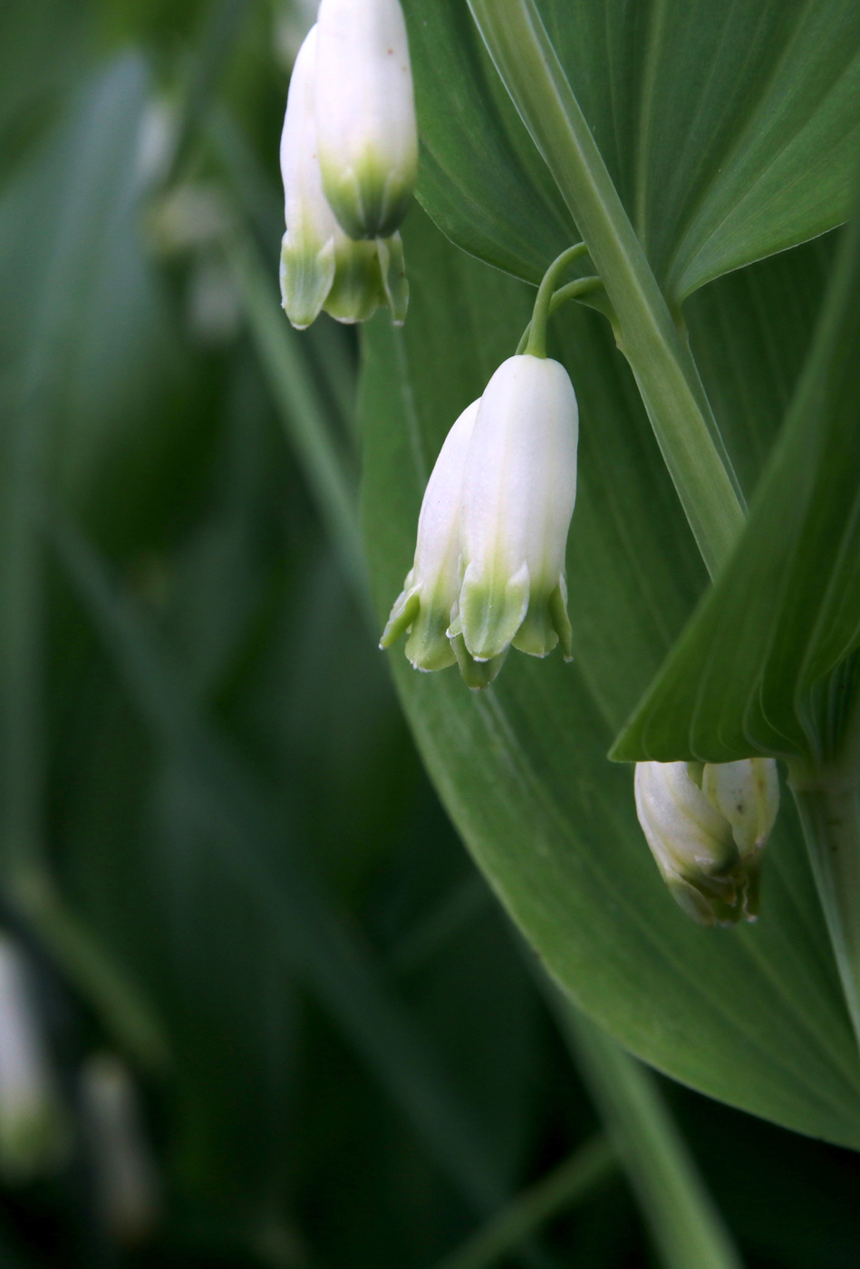 Изображение особи Polygonatum odoratum.