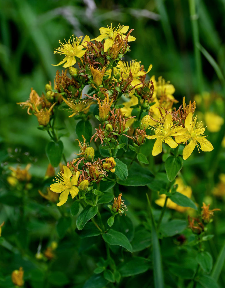Image of Hypericum maculatum specimen.
