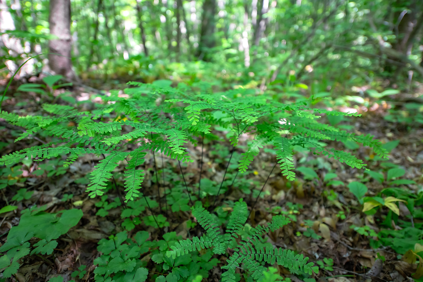 Изображение особи Adiantum pedatum.