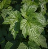 Anemone hupehensis. Листья. Абхазия, Гагрский р-н, с. Лдзаа, частный сад. 07.06.2025.