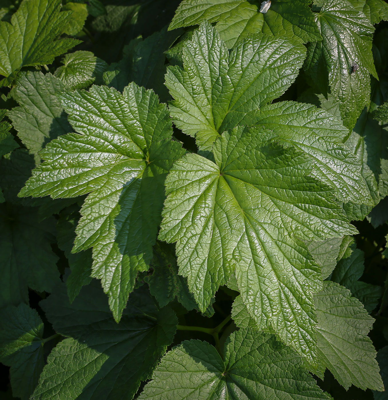 Изображение особи Anemone hupehensis.