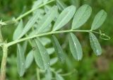 Vicia angustifolia. Лист (вид на абаксиальную поверхность листьев). Узбекистан, г. Ташкент, пос. Улугбек, санитарно-защитная зона. 09.04.2016.