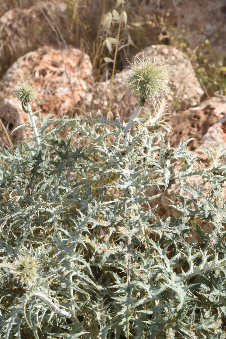 Image of genus Echinops specimen.