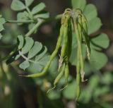 Coronilla подвид glauca