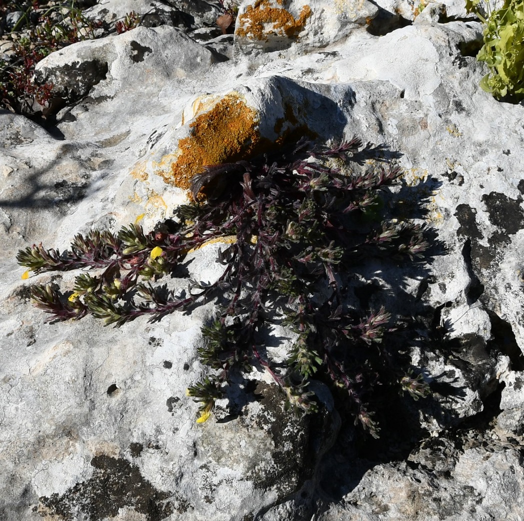 Image of Ajuga iva specimen.