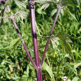 Leonurus quinquelobatus. Побеги в средней части растения. Челябинская обл., Катав-Ивановский р-н, с. Александровка, пустырь на месте бывшего дома. 05.08.2022.