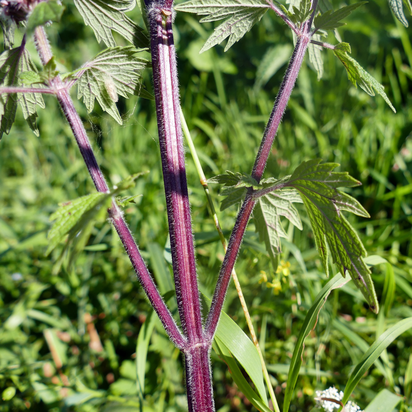 Изображение особи Leonurus quinquelobatus.