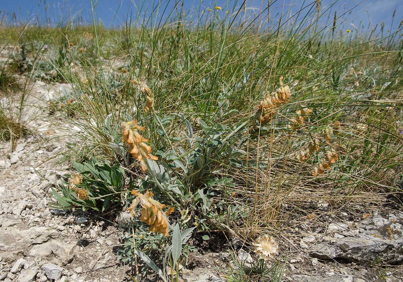 Изображение особи Hedysarum grandiflorum.