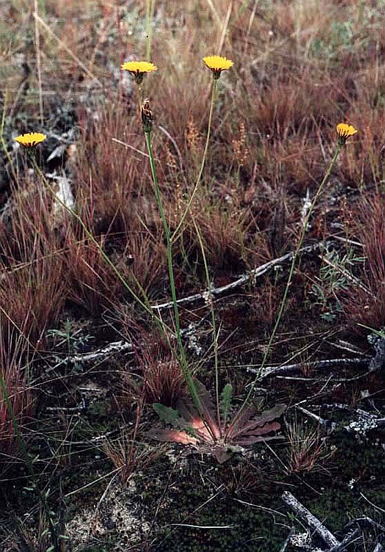 Image of Hypochaeris radicata specimen.