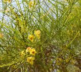 Parkinsonia aculeata