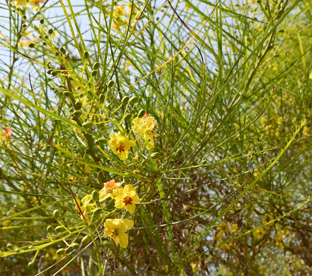 Image of Parkinsonia aculeata specimen.
