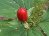 genus Trillium. Триллиум волнистый. Trillium undulatum. В природе. Галифакс 30.08.2015.