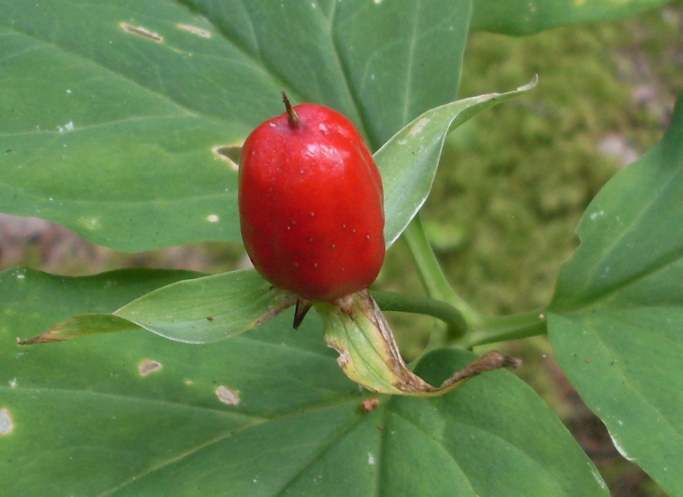 Image of genus Trillium specimen.