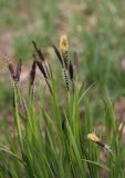 Carex nigra