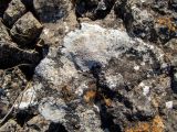 отдел Ascomycota. Таломы на скале. Крым, окр. пос. Новый Свет, северный склон горы Сокол (Куш-Кая), скалисто-щебнистый склон. 05.05.2025.