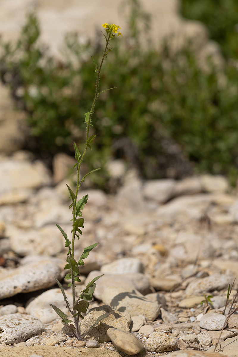 Image of Sisymbrium loeselii specimen.