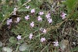 Acantholimon alatavicum