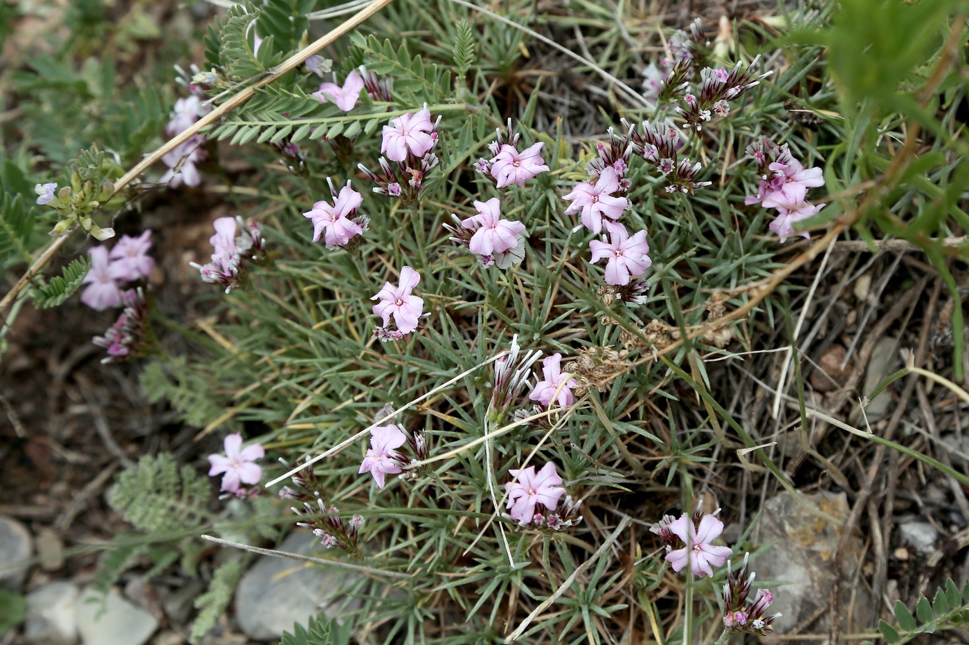 Изображение особи Acantholimon alatavicum.