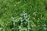 Mentha longifolia. Вегетирующие растения. Грузия, край Самцхе-Джавахети, Ахалцихский муниципалитет, 80 м от водопада Чанчкери, травянистый склон. 10 июня 2026 г.