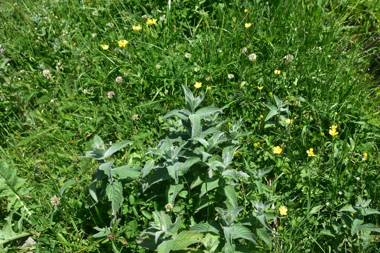 Image of Mentha longifolia specimen.