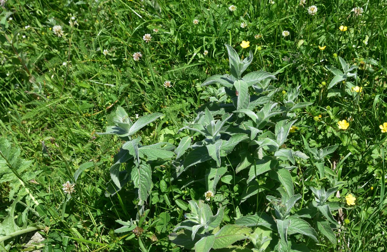 Image of Mentha longifolia specimen.