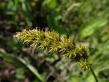 Carex laevissima. Соплодие. Хабаровский край, окр. г. Комсомольск-на-Амуре, просека ЛЭП. 14.06.2026.