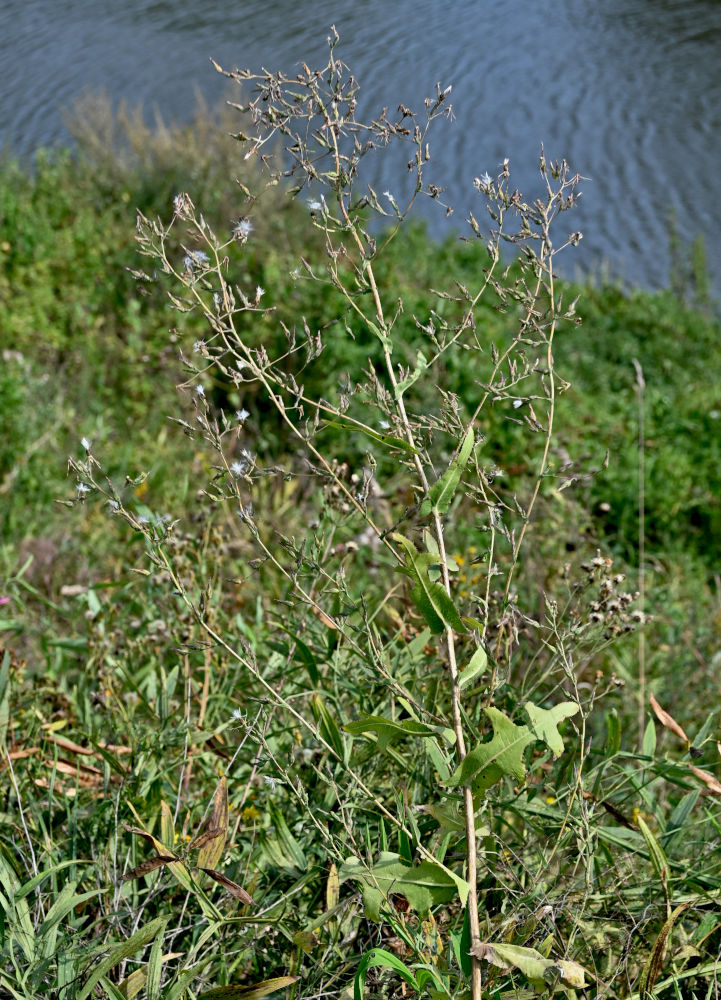 Image of Lactuca serriola specimen.
