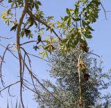 Adansonia digitata