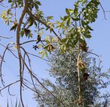 Adansonia digitata. Ветвь с плодами. Израиль, кибуц Эйн-Геди, ботанический сад. 22.02.2011.