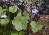 Cymbalaria muralis. Часть побега с цветком. Испания, Каталония, пров. Жирона, комарка Баш Эмпорда, муниципалитет Калонже, в трещинах каменного забора. 11.04.2026.