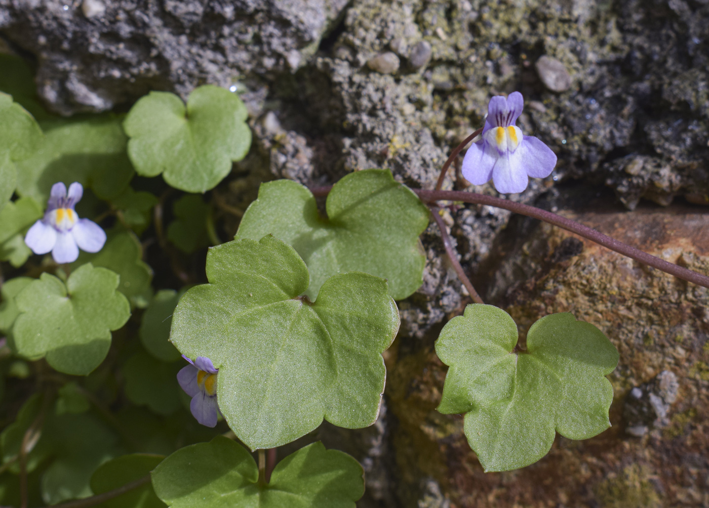 Image of Cymbalaria muralis specimen.