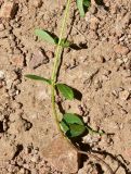 genus Helianthemum. Часть побега. Турция, ил Артвин, окр. храма Отхта, луг. 13 июня 2026 г.