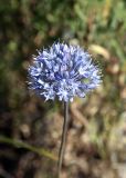 Allium caeruleum. Соцветие. Кыргызстан, Нарынская обл., Ак-Талинский р-н, дол. Бычан, р. Бычан, разнотравный луг, ~ 2500 м н.у.м. 08.07.2026.