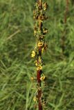 Verbascum nigrum