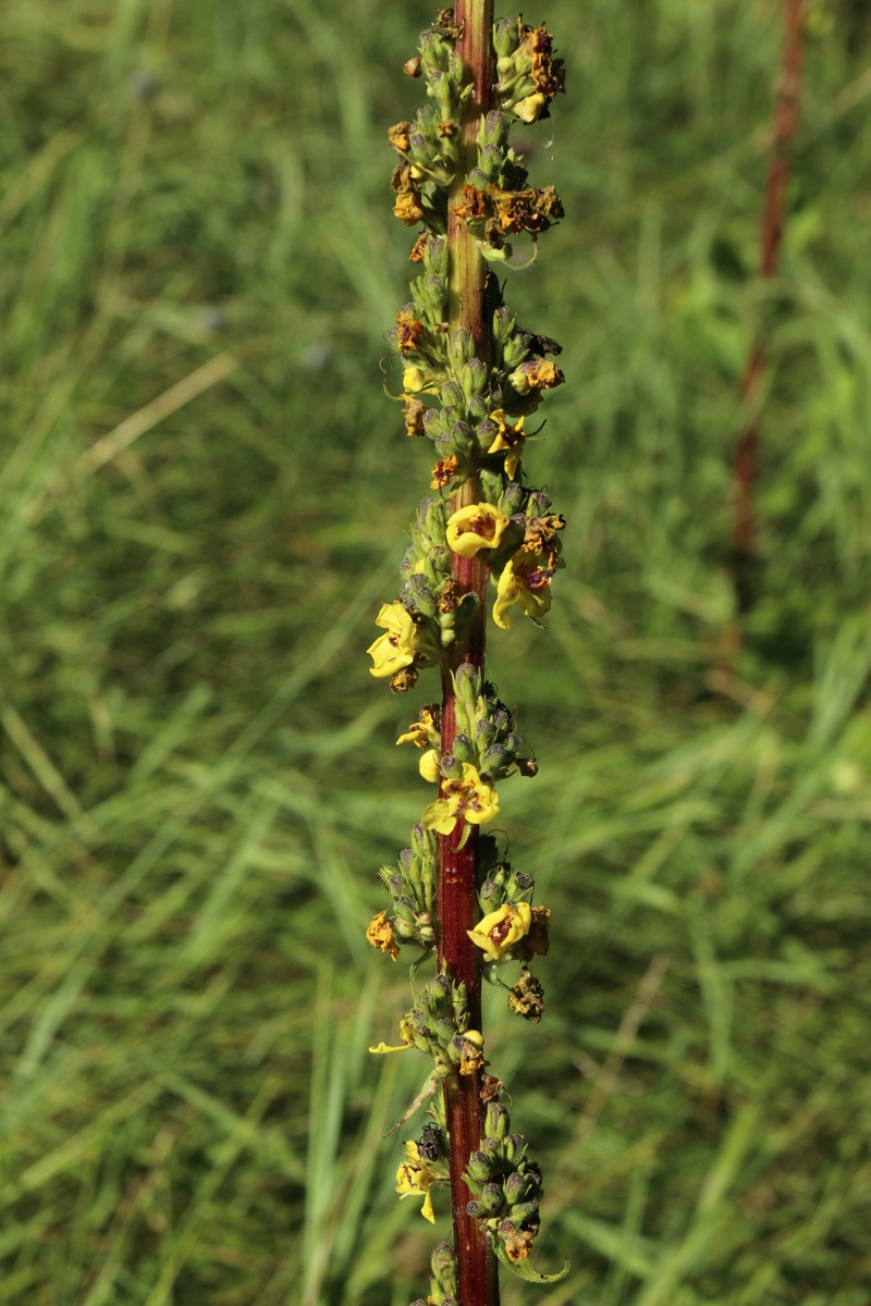 Изображение особи Verbascum nigrum.
