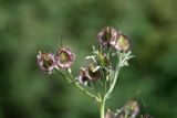 Rindera oblongifolia. Незрелые плоды. Узбекистан, Ташкентская обл., зап. отроги Чаткальского хр., гора Бол. Чимган. 14.05.2011.